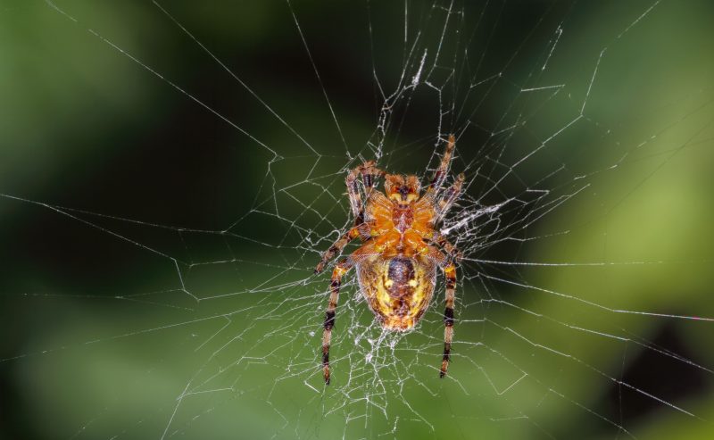 La nuova mostra Arachnida: il fascino segreto di ragni e scorpioni. Dall’8 ottobre 2025 all’11 gennaio 2026