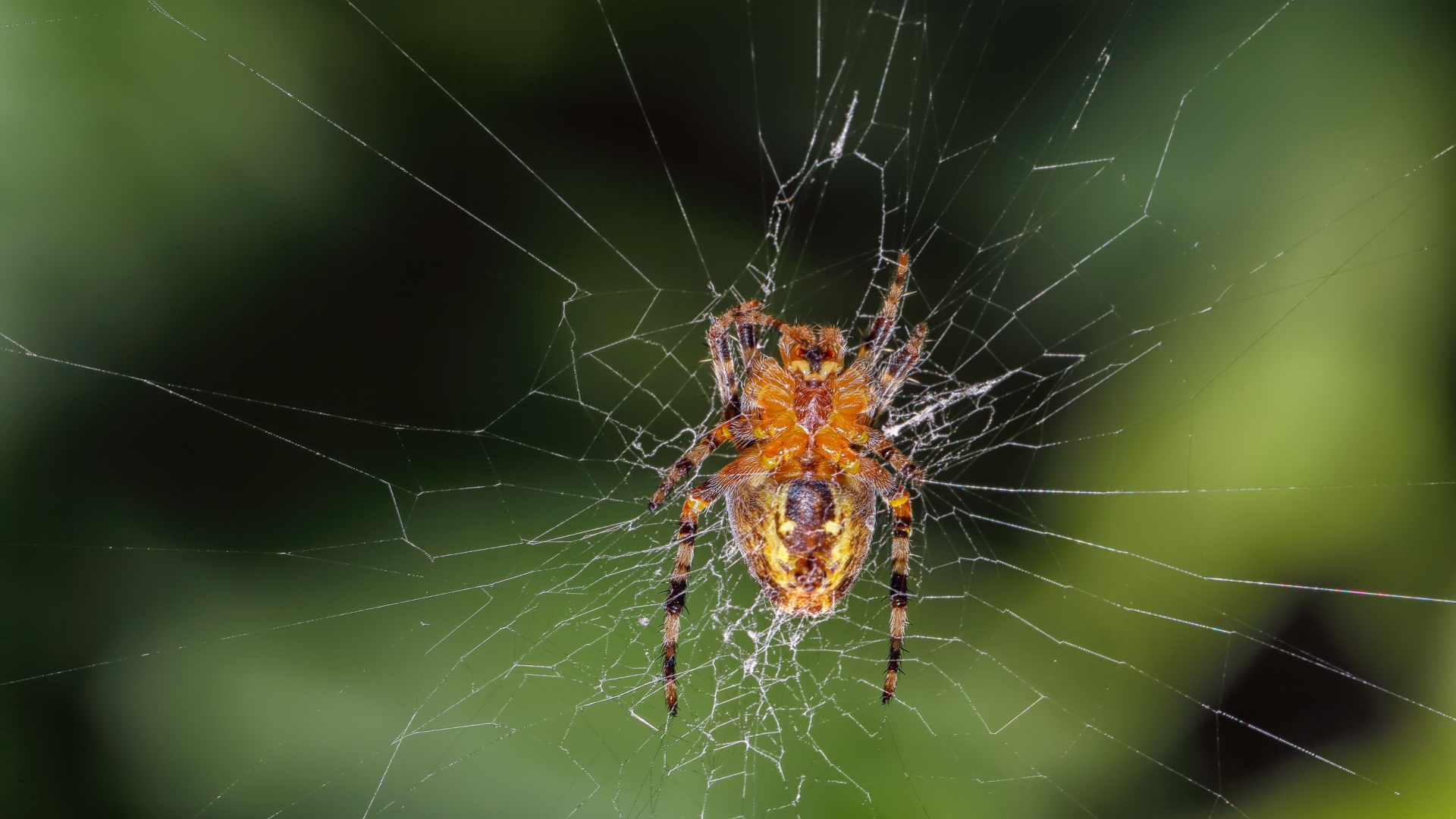 La nuova mostra Arachnida: il fascino segreto di ragni e scorpioni. Dall’8 ottobre 2025 all’11 gennaio 2026