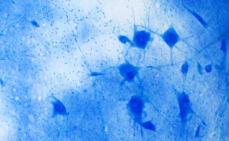 Città della Scienza al SINS Young Meeting 2026: oggi e domani a Napoli il confronto tra i giovani protagonisti delle neuroscienze
